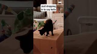 I didn't know they could do this on demand 🤣 #funny #animals