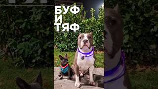 Разговорычи Амстафф Локи 5 Лет Amstaff Loki Чихуахуа Майк 9 Мес