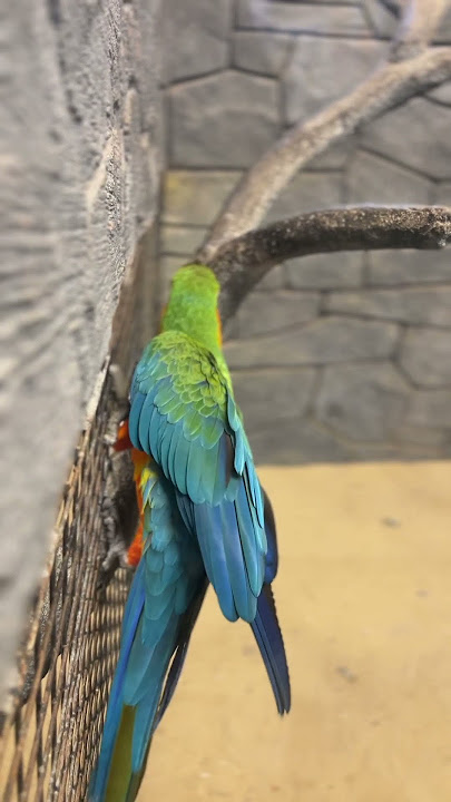 PET  STATION |MATOOL|KANNUR|STREET NO 18