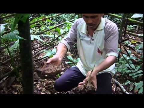 The Jungle Expedition Part 2 : Amorphophallus Tita...