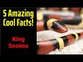 5 Fascinating Facts About King Snakes