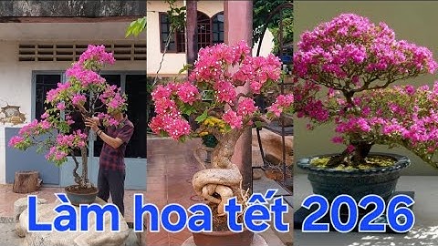 Cách làm hoa giấy trồng ra siêu hoa chơi tết 2026