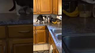 Cute Cat| What did the banana do wrong?|cattiktok