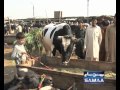 Bakra Mandi Brokers PSH by MeHdi 30 Oct 2011