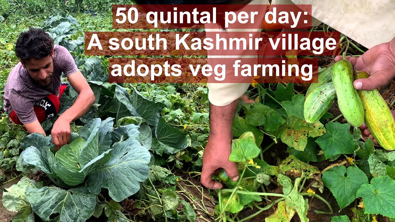 50 quintal per day: A south Kashmir village adopts veg farming