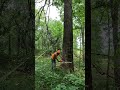 Cottonwood slow to fall #tree #felling #chainsaw