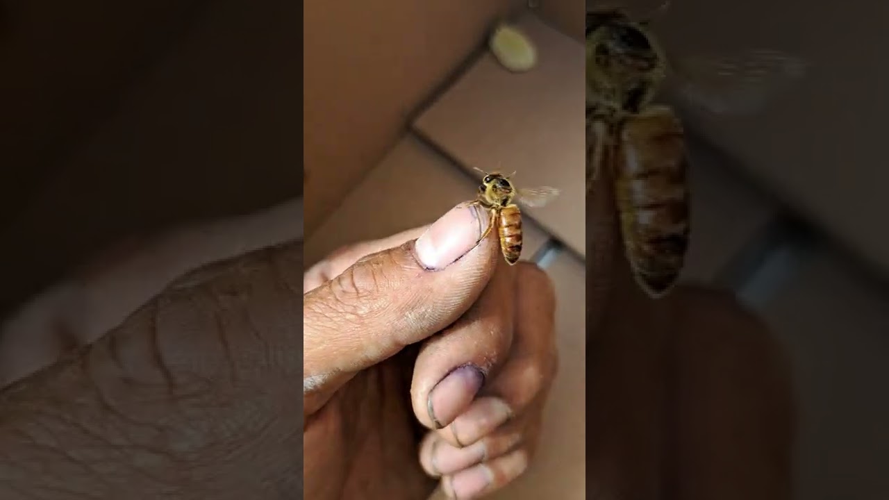 abeja reina queen bee