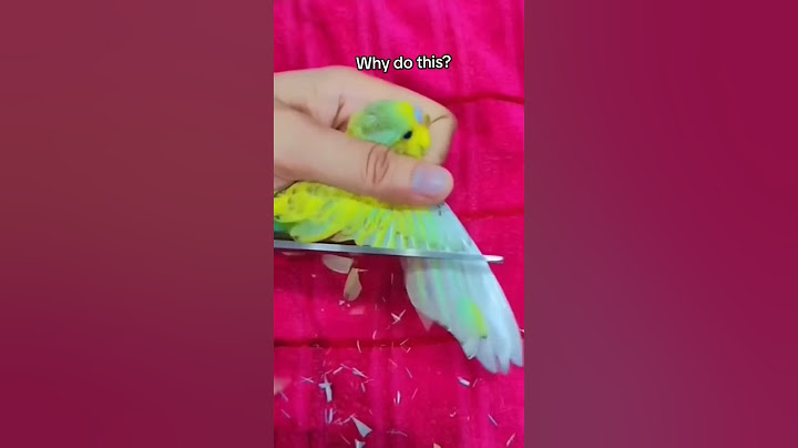 Don't do this 😢 Birds also have a heart 🥺❤ #parrot #birds #parrorts #handtame #lovebirds #pets