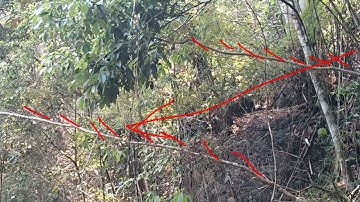 Yos hav zoov tav su 20 /4 / 2023 mus cuab noog mas zoo heev (tsu vaj)