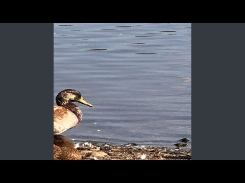 Essuubi Mu Buli Makya