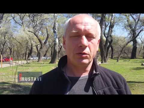 ძროხები ტყე-პარკში