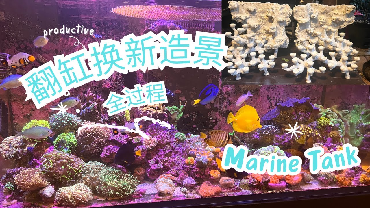 海缸 翻缸换新造景全记录 | Marine Tank 大改造过程分享 珊瑚新造景 - YouTube