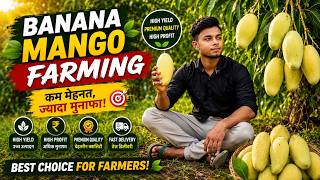 Banana Mango Farming | Sweet & Unique Mango Varitey