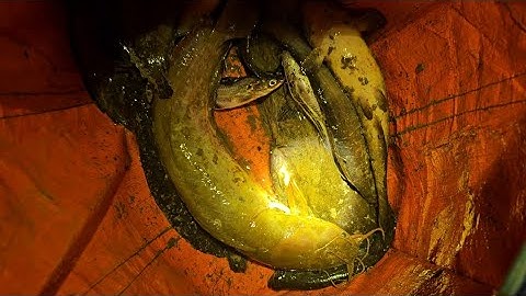 Khai cần câu cá trê vàng khu vực Tiền giang