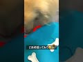 舐め犬ミルクのノーズワークチャレンジ!│licking dog
