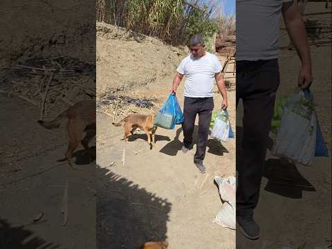 حال الكلاب نهار دالسوق اكسبلور البادية الشمالية المغرب الجزائر الطبيعة الجبال
