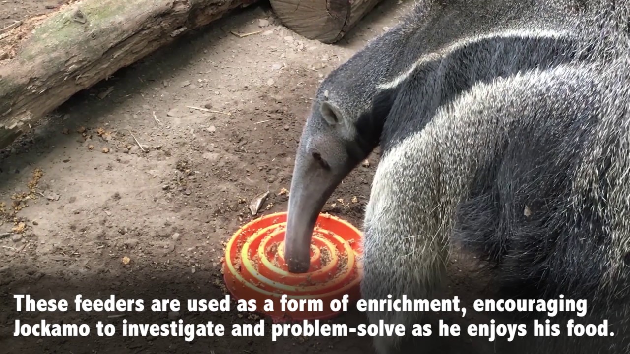 zootopia 2 A puzzle feeder is no match for the 2-foot-long tongue of a giant anteater!