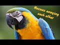 Parrots annoying each other