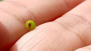 Polinização Na Beldroega