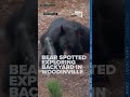 Curious black bear explores backyard and enjoys snack from birdfeeder