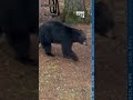 Curious black bear explores backyard and enjoys snack from birdfeeder