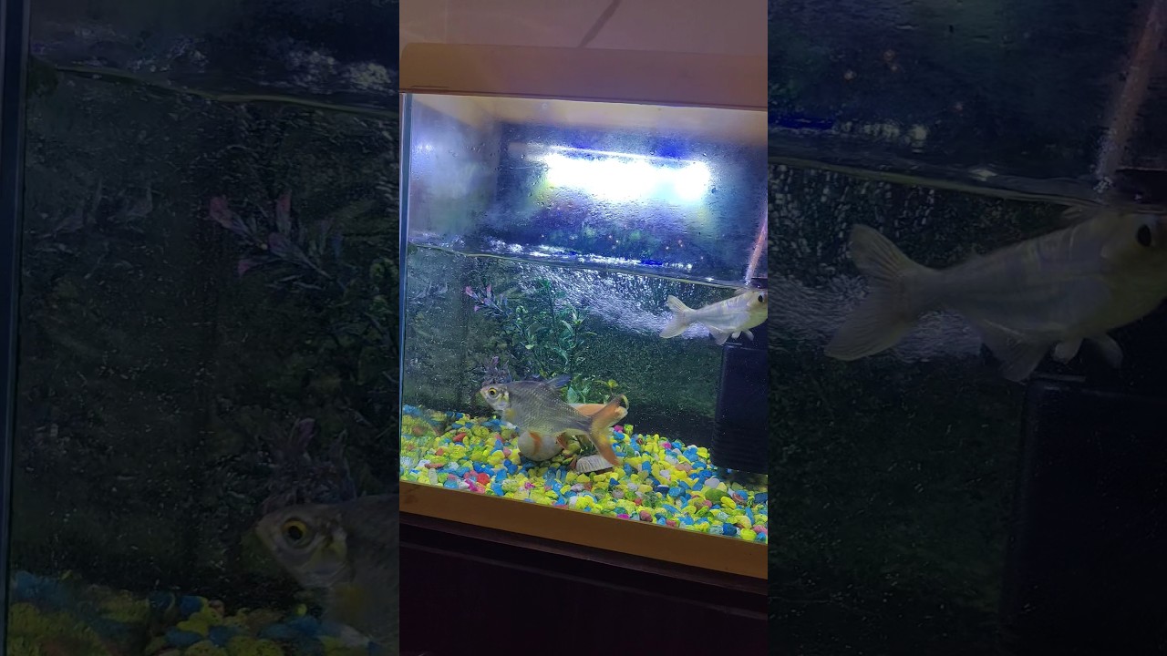 #fish #aquarium #fishtank #aquariumfish #fishaquarium 🐠🐠🐳🦈🦈🐋♥️🥰😍🙏