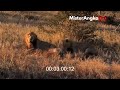 Ketika Hyena Membuat Singa Marah, Dan Berakhir Tr4gis ! Pertarungan Hewan Buas Di Alam Liar