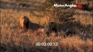 When a Hyena Angers a Lion, and It Ends Tragically! Wild Animal Fights