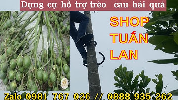 Dụng cụ hỗ trợ trèo cau ( guốc trèo cau ) hàng  mới nhất - an toàn - tiện lợi giá rẻ