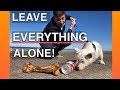 How To Train Your Dog To Leave EVERYTHING Alone -- EVERYWHERE! How To Train Your Dog To Leave EVERYTHING Alone -- EVERYWHERE!