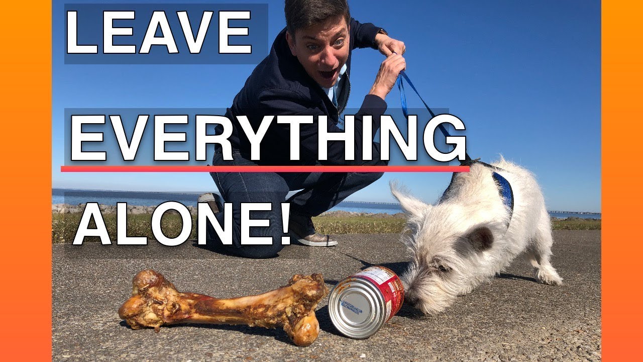 How To Train Your Dog To Leave Everything Alone -- Everywhere!