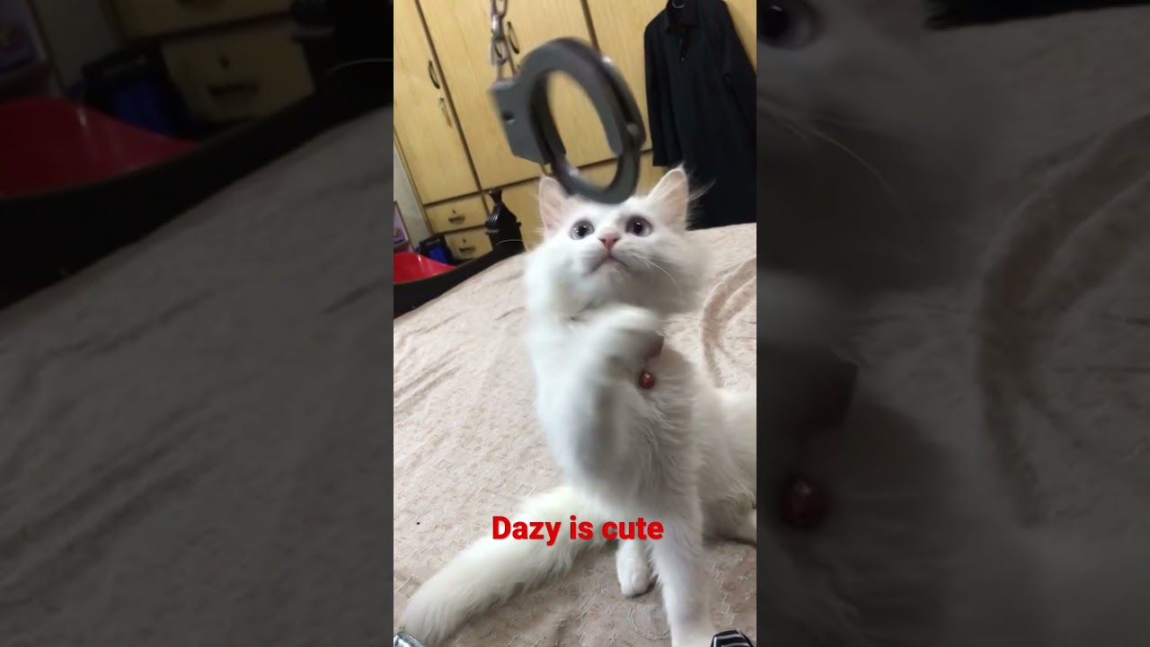 #catvideos