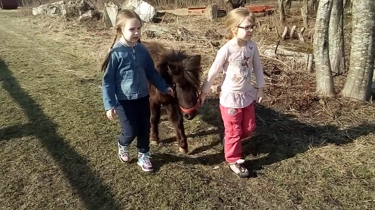 Прогулки ребенка с пони Зоотерапия Полесск - YouTube