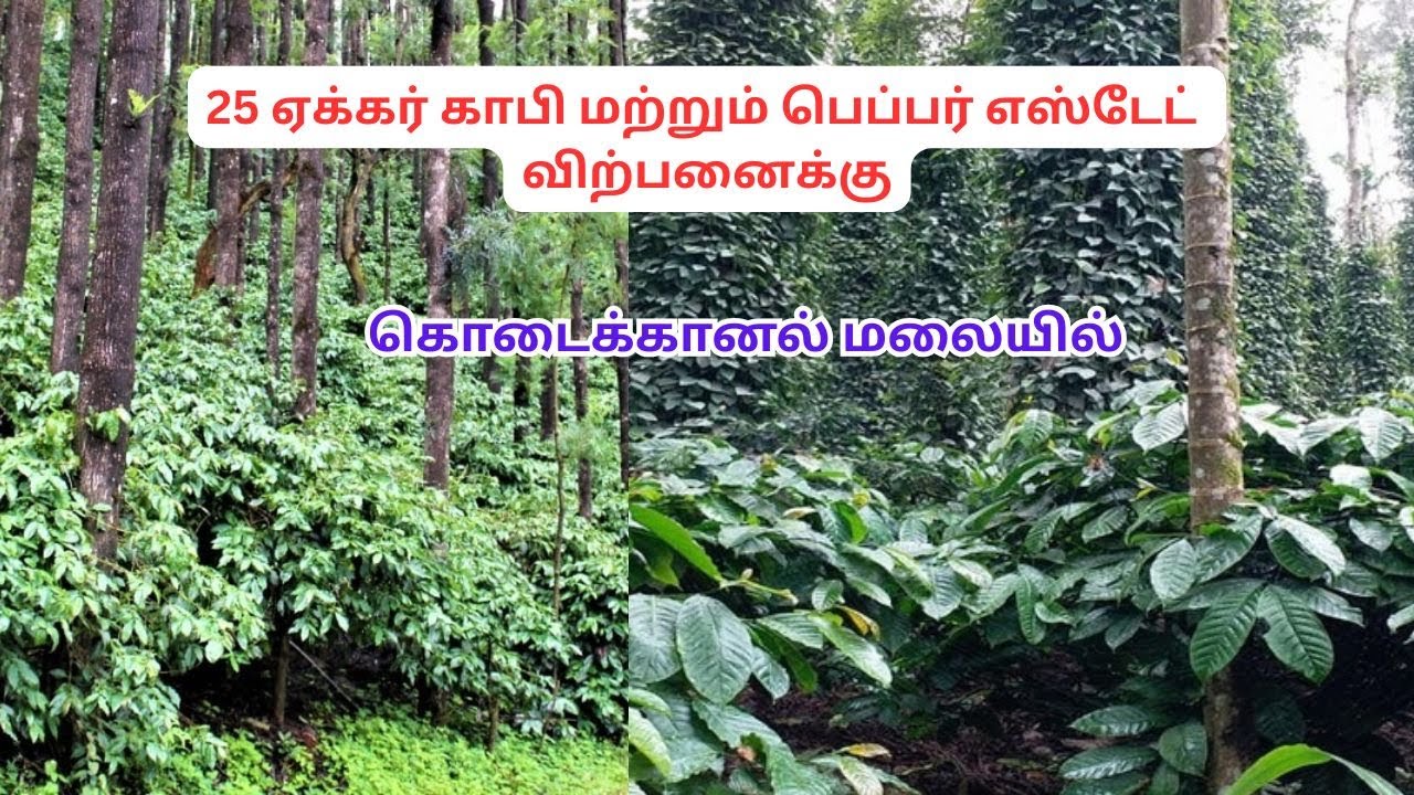 Продается плантация кофе и перца площадью 25 акров в холмах Кодайканала.