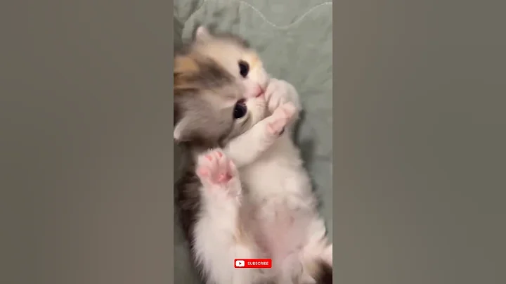 Video 11502221: compilation baby cats, cutest cats compilation, adorable baby kitten, kitten playing adorable, cute kittens playing