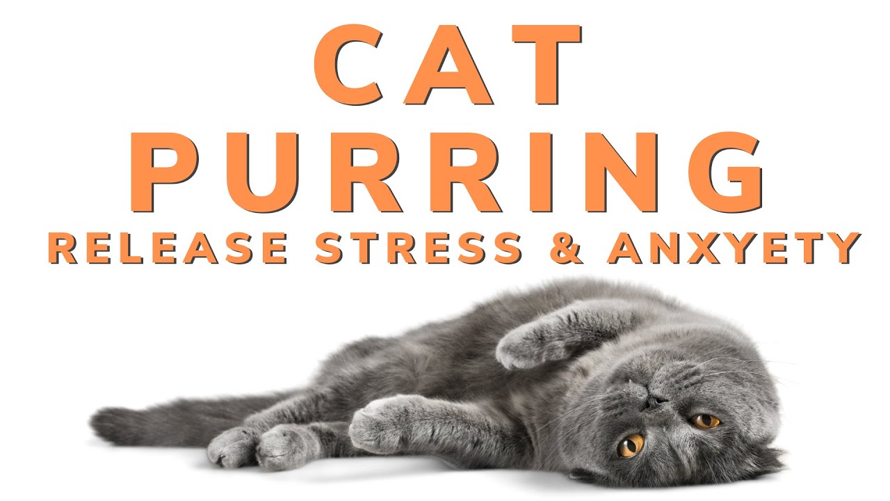 Relaxing Cat Purr Sound ASMR - Relief Stress&Anxiety, Power of Healing Vibration, Energy Restoration