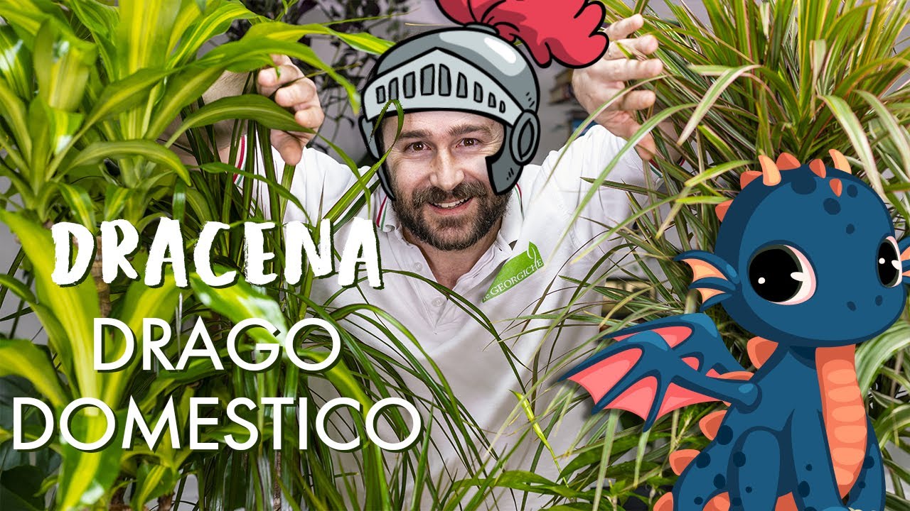 Dracena, come prendersi cura di un drago di pianta!