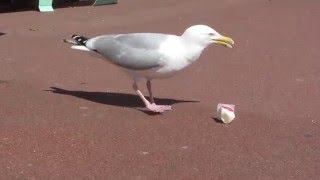 Canon Sx220 Hs 1080P Hd Video Test