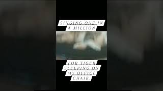 Travel Size Tiger