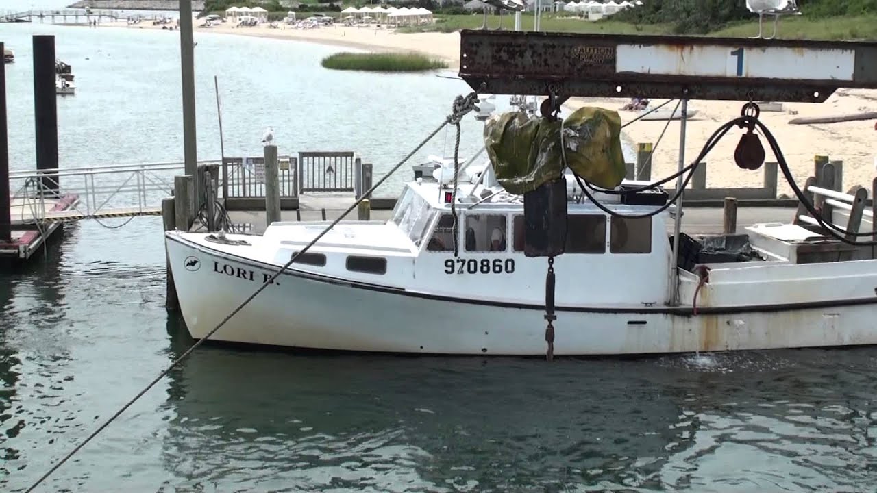 Seal at Chatham Pier in Cape Cod YouTube