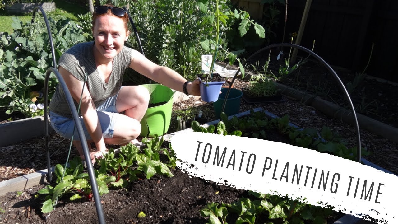 Tomato Planting Time! Backyard Veggies, Chickens & Garden