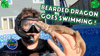 Swimming With Our Bearded Dragon!