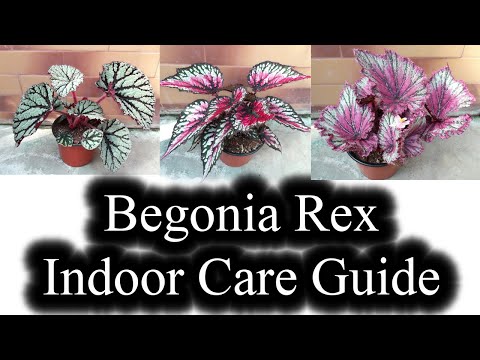Video: Begonia