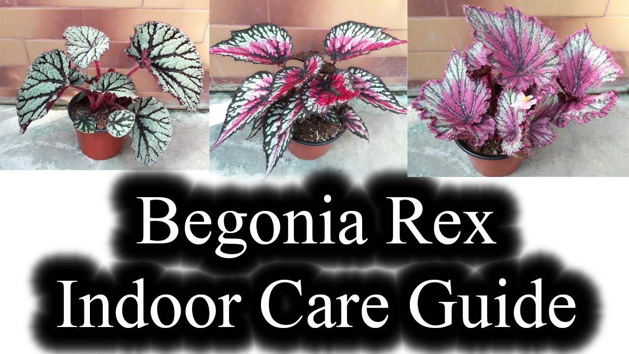 How to Grow and Care of Begonia Rex. Indoor CARE Guide/Propagation from a  Part of a Leave - thptnganamst.edu.vn