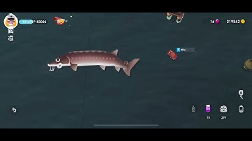 Lake Sturgeon - creatures of the deep