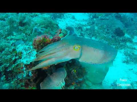 Cuttlefish - Raja Ampat, Indonesia