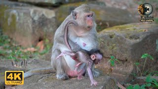 BUTTON Has Just Given Birth To Newborn Infant  | Full Documentary