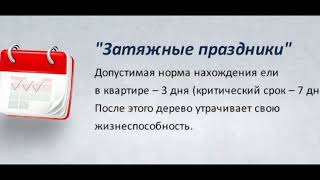 Чи переживе ялина в діжці новорічні свята? розвінчуємо міфи продавців