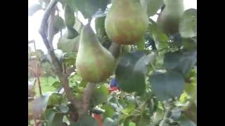 Pear picking time in our orchard