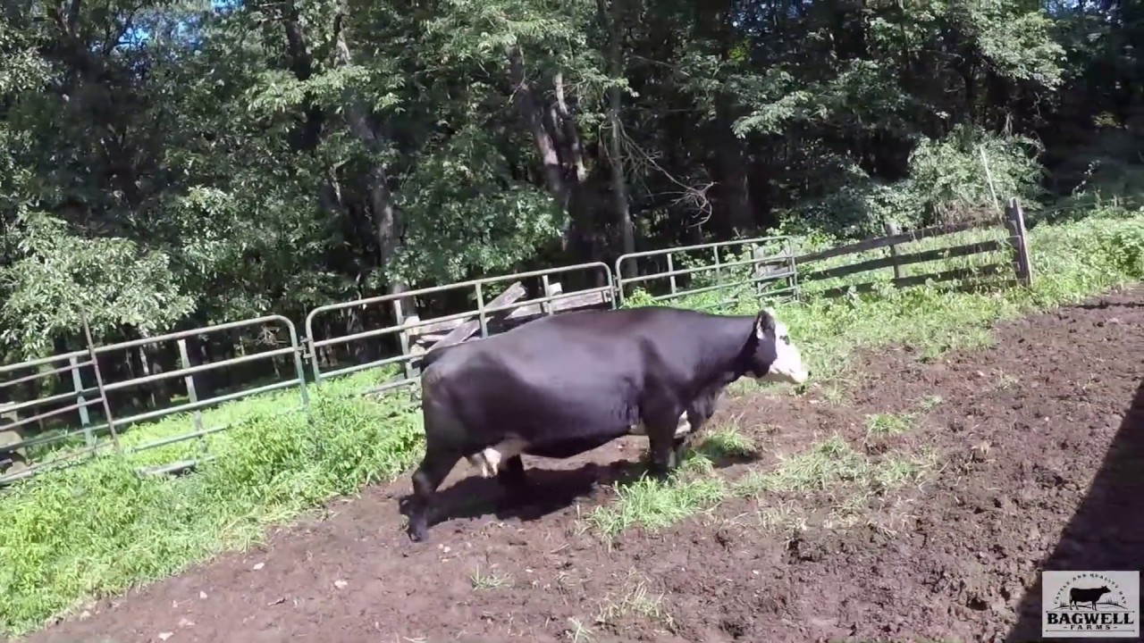 Catching a few calves to sell YouTube